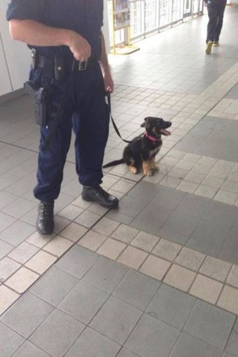 海外の警察のちょっと面白い画像