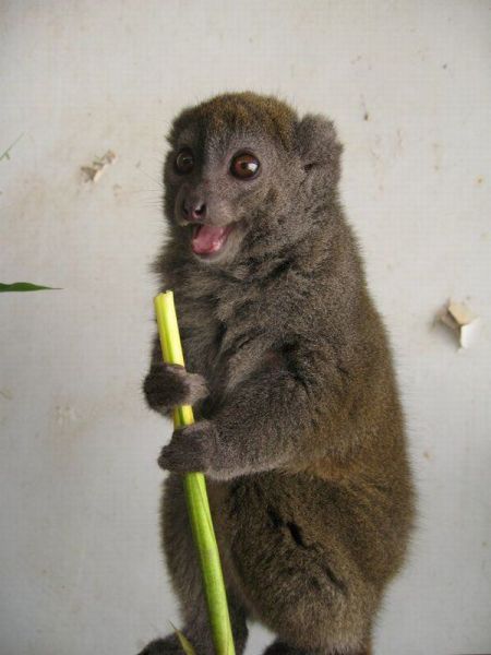 見ていると幸せになれる可愛い動物たちの写真