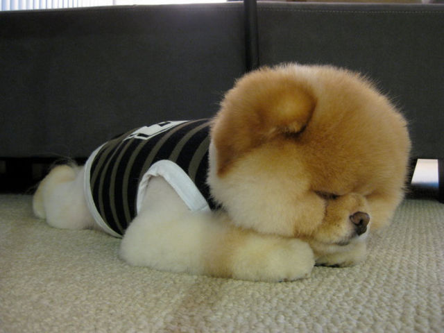 世界一可愛い子犬のBoo