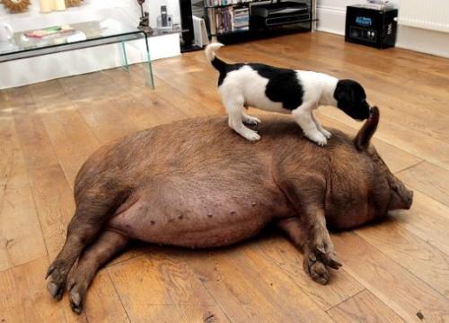 仲良しの動物カップルたちが可愛すぎる写真