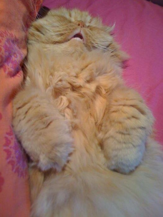可愛すぎる動物たちが眠そうな写真