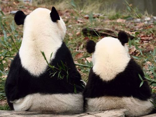 あまりにも似ている動物の親子たちの写真