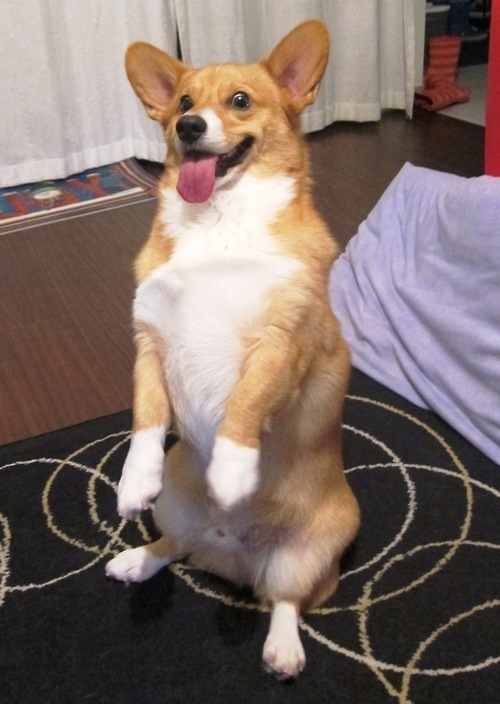 コーギー犬が可愛すぎてやばい写真