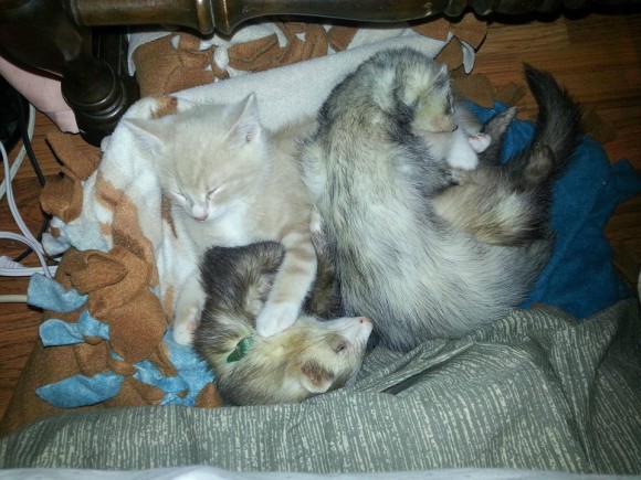フェレットを多頭飼いしている飼い主が路上でさまよっている子猫を招き入れたらこうなった。