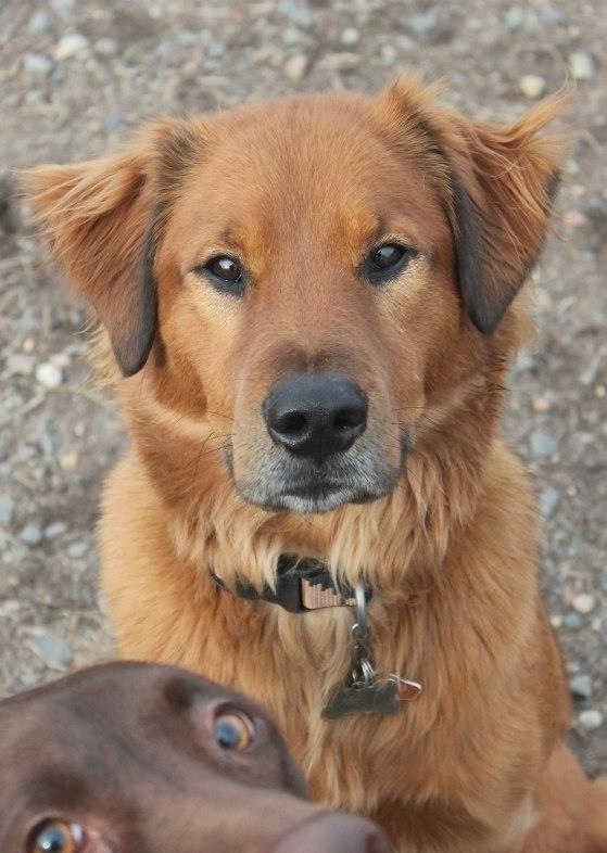 写真に写りたくてしょうがない動物たち