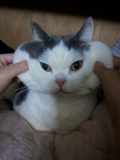 とにかく魅力的な猫の写真