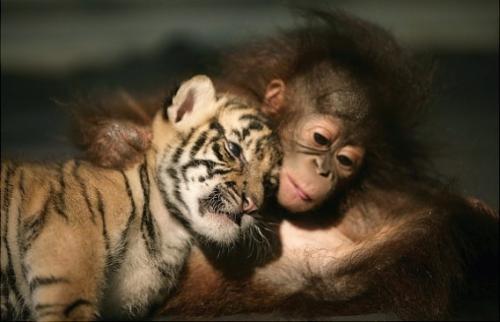仲良しの動物カップルたちが可愛すぎる写真