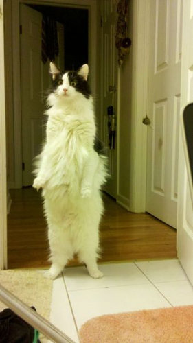 可愛い動物たちが立ち上がっていてワロタｗｗｗ写真