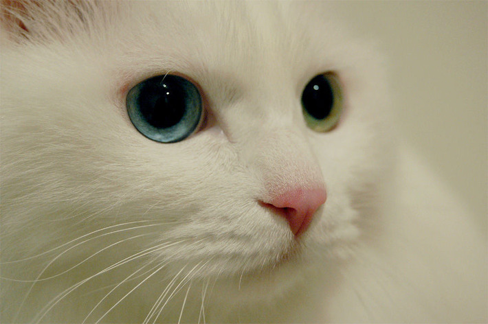 本当に可愛い猫の写真