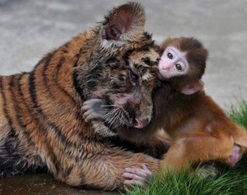 仲良しの動物カップルたちが可愛すぎる写真