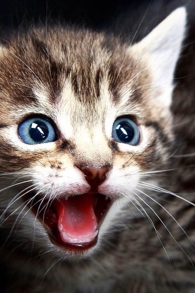 身震いするほど可愛い猫の画像