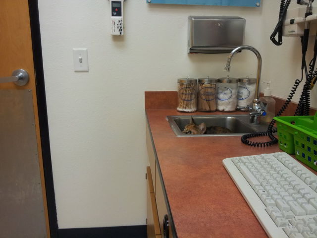 猫や犬の視線を感じる画像