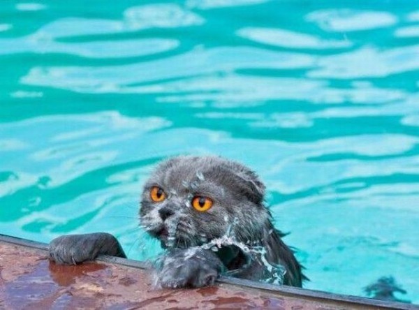 猫は水が苦手は嘘？？水泳を楽しんでいるかもしれない可愛い猫達の写真