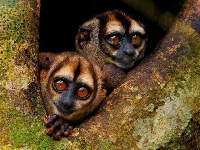 見ていると幸せになれる可愛い動物たちの写真