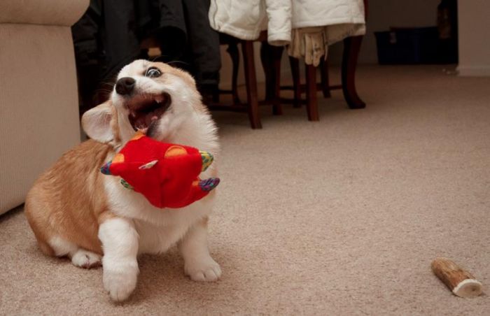 変顔や変な格好した犬の写真