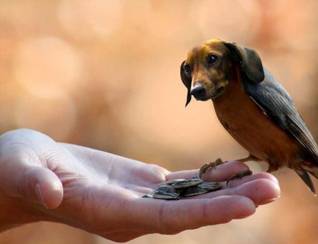 犬と鳥を混ぜるとコレジャナイ感が半端ないことが判明した写真