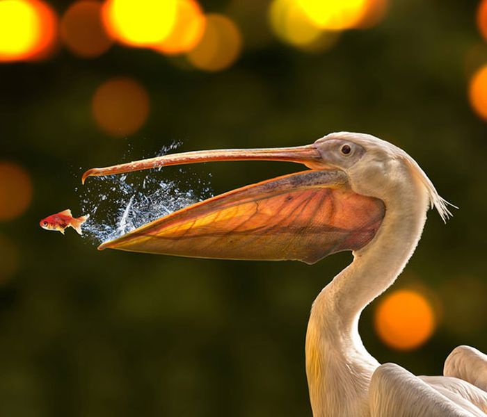 野生の生き物が本当に美しすぎた写真