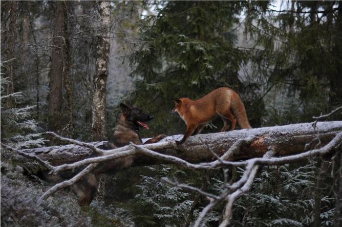 キツネと遊び友達の猟犬が仲良しの写真