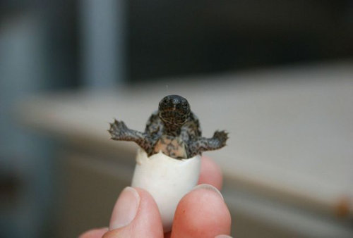 本当にキュンとする！動物の赤ちゃんたちの写真