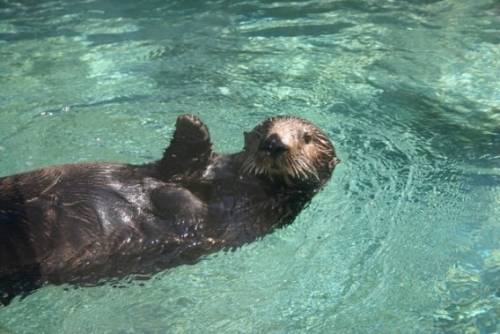 かわいい動物たちが手を振って「バイバイ」の動作する写真