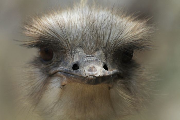 アフリカの野生動物たちの画像