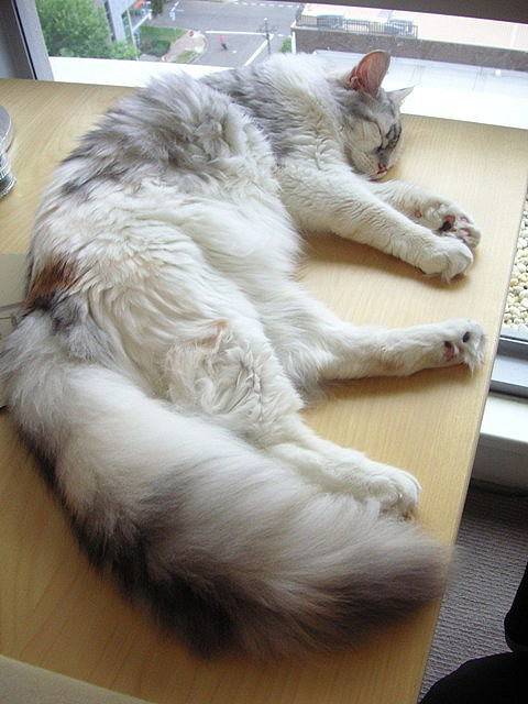 本当に可愛すぎる猫の画像