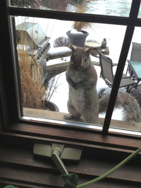 見ているだけで興奮してくる可愛い動物の画像