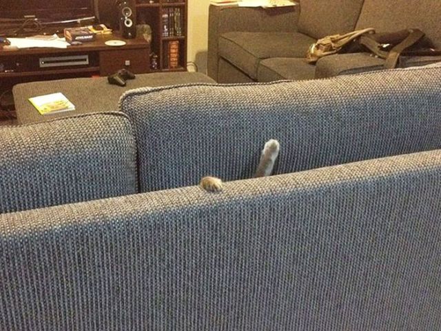 家具の間にはまっている犬と猫の可愛い写真