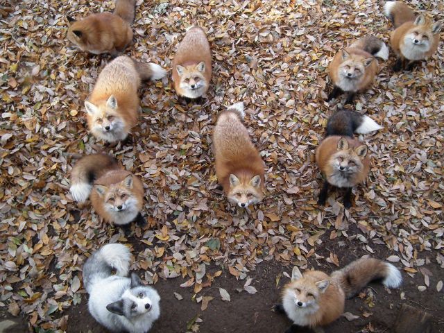 可愛い動物たちの画像が集まった写真