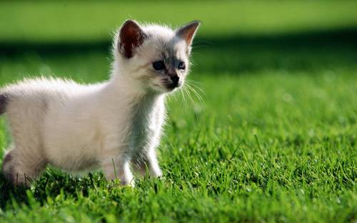 子猫の可愛い赤ちゃん