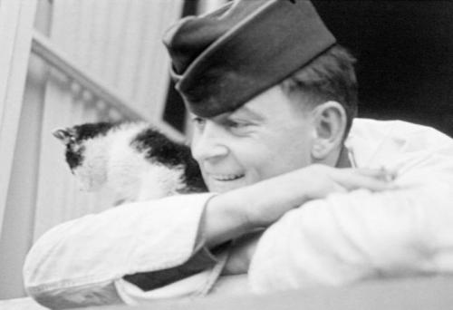 「戦争と猫」の画像