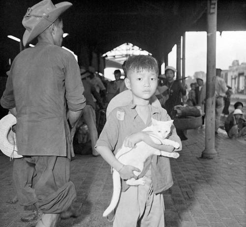 「戦争と猫」の画像