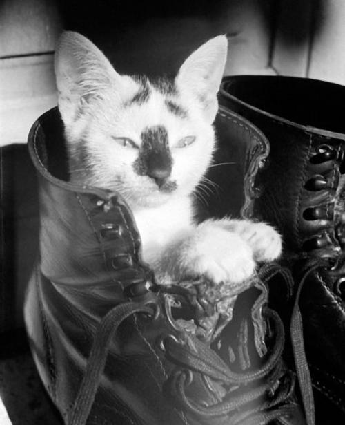 「戦争と猫」の画像
