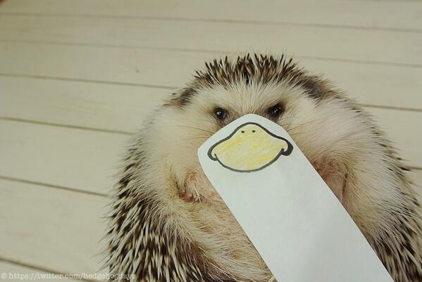 表情豊富なハリネズミの「まるたろうさん」の写真