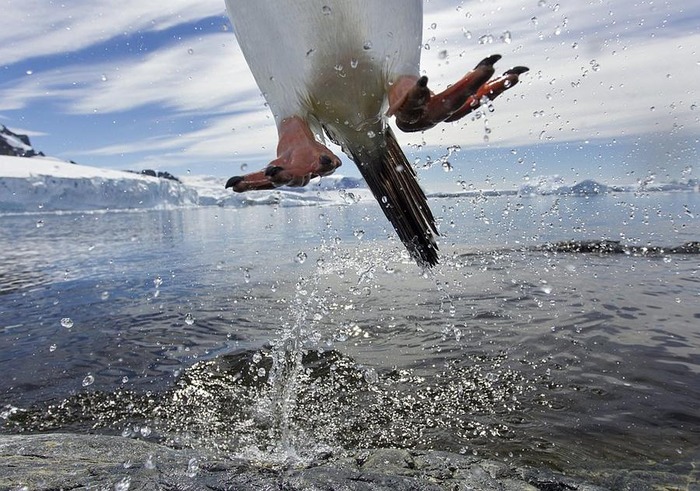 涼しそうなペンギン画像 