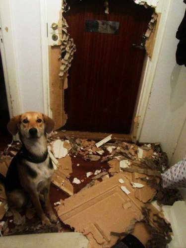 犬や猫たちの困ったいたずら写真