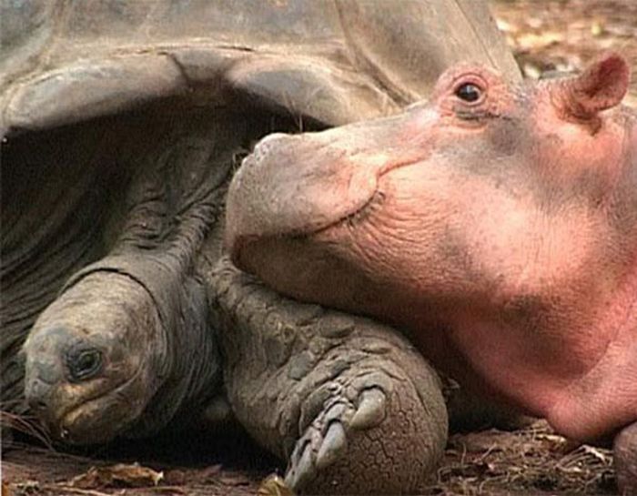 赤ちゃんカバと親友の１３０歳のカメ 