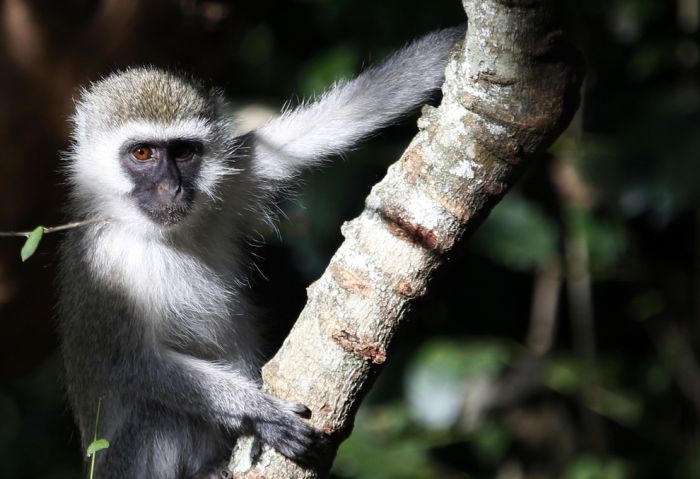 アフリカの野生動物たちの画像