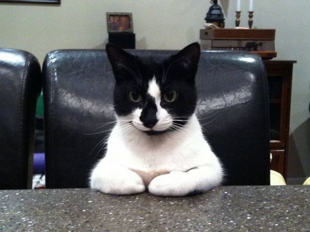 キュン死しちゃいそうな可愛い動物の写真