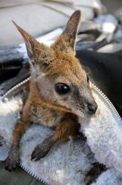 かわいい動物画像たちの画像