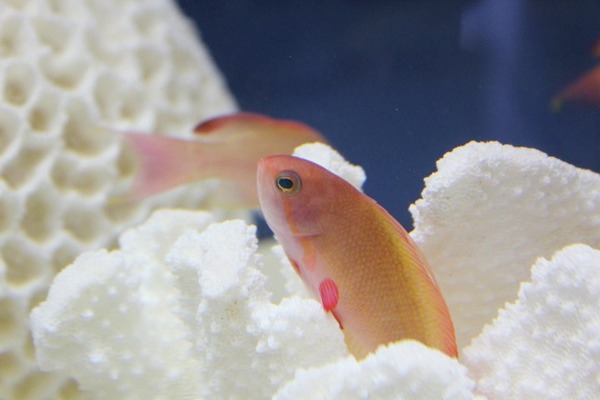 ちょこっとブサイクだけど愛嬌があって美しい魚の写真