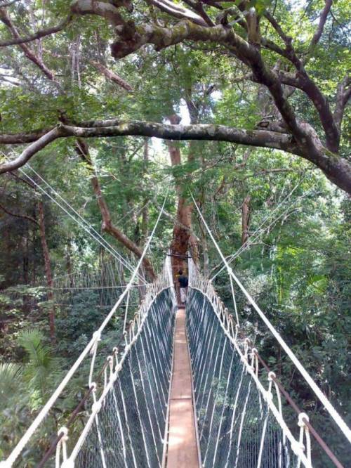 世界にある「吊り橋」