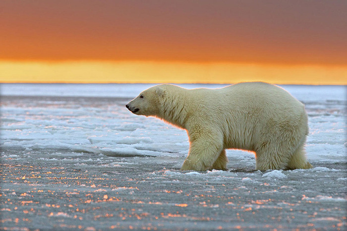 ホッキョクグマとアラスカの壮大な夕日が美しい写真