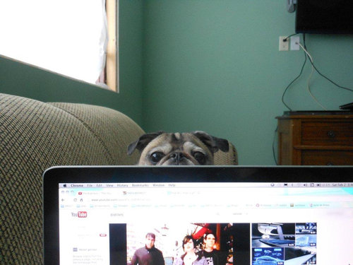 おねだり上手な動物たちの写真