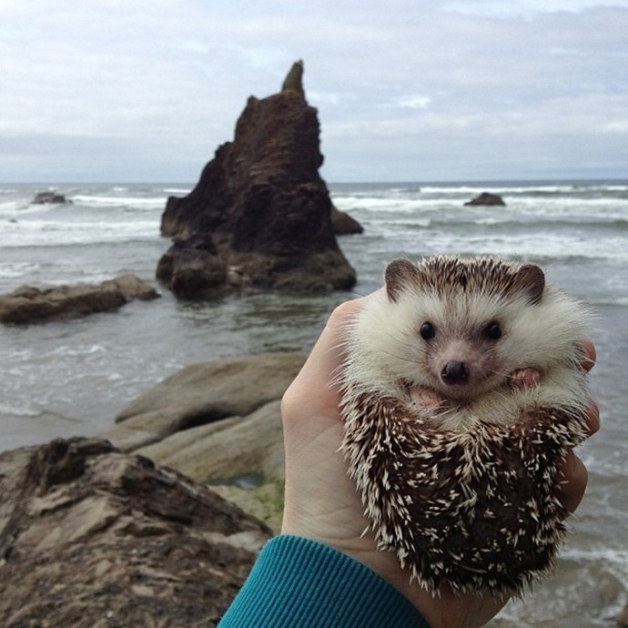 かわいいハリネズミには旅をさせる写真