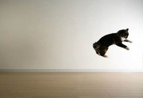 空中を飛行する可愛い猫たちの写真