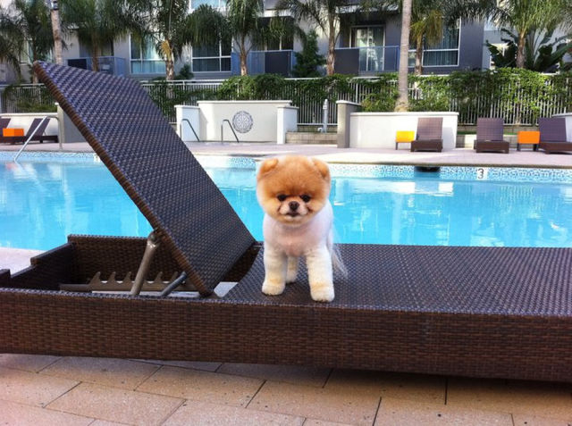 世界一可愛い子犬のBoo