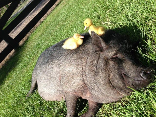 キュン死しちゃいそうな可愛い動物の写真