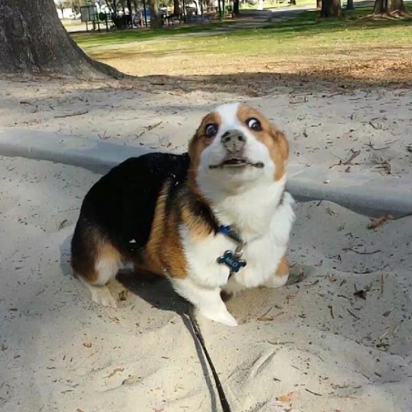 コーギー犬のやっぱり可愛い写真