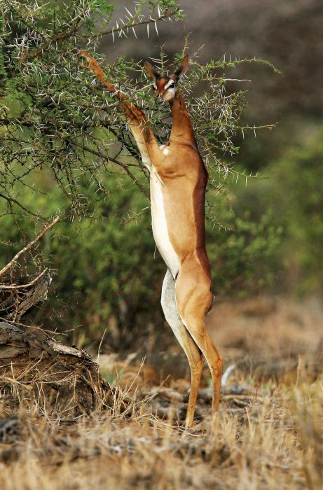 アフリカの野生動物たちの画像
